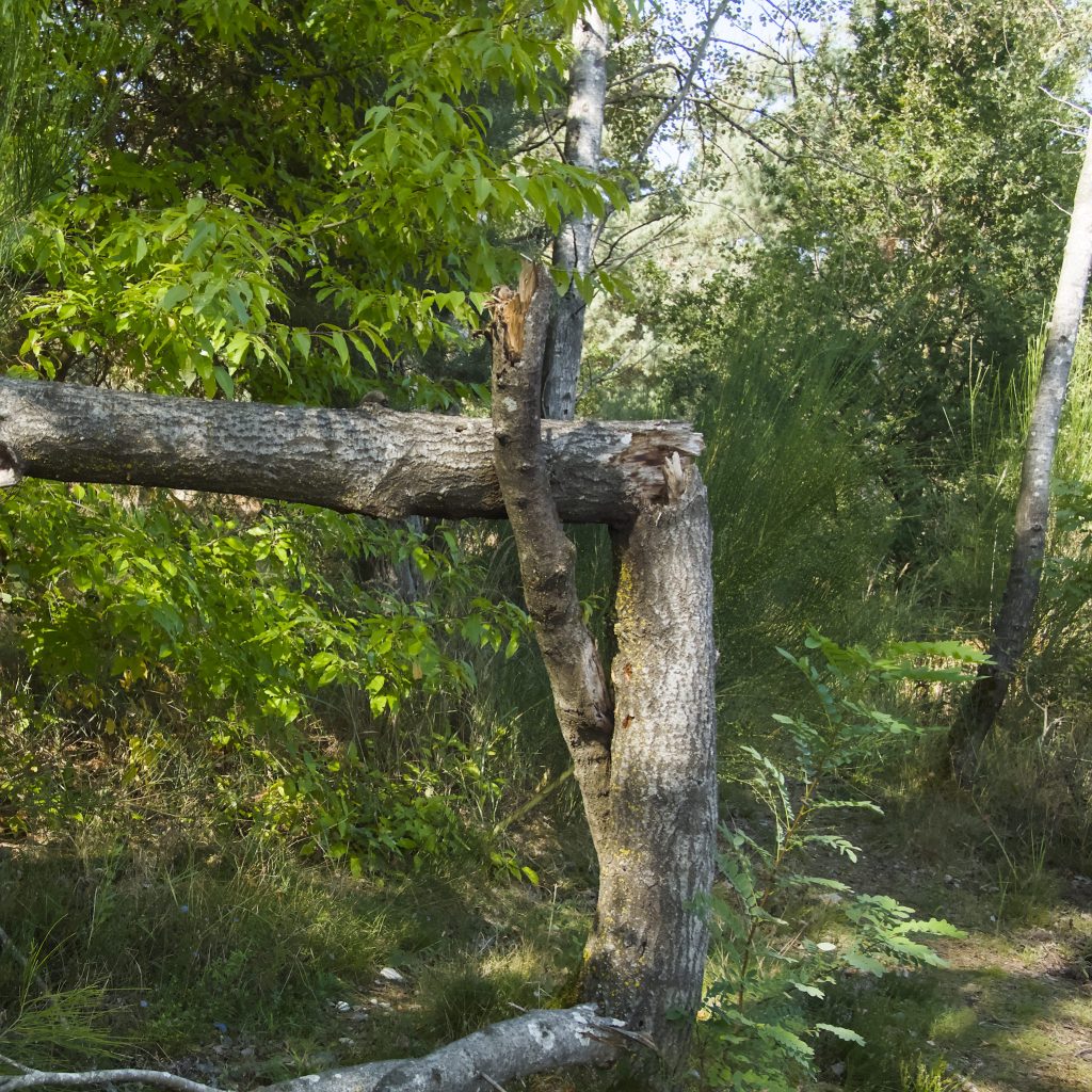 Are there right angles in nature?